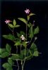 86	Rubus Arcticus Extract 